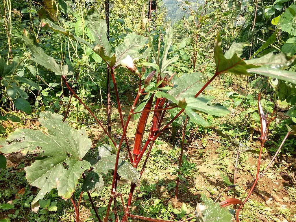Homestay Sceva'S Garden Home Munnar India
