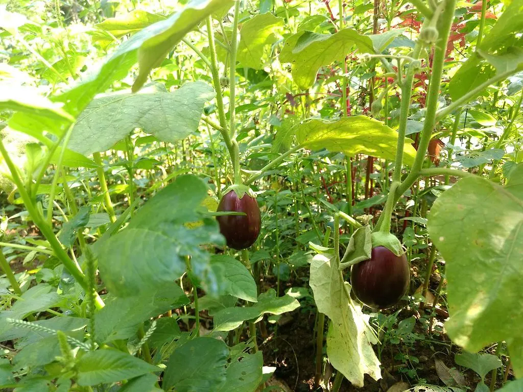 Homestay Sceva'S Garden Home Munnar