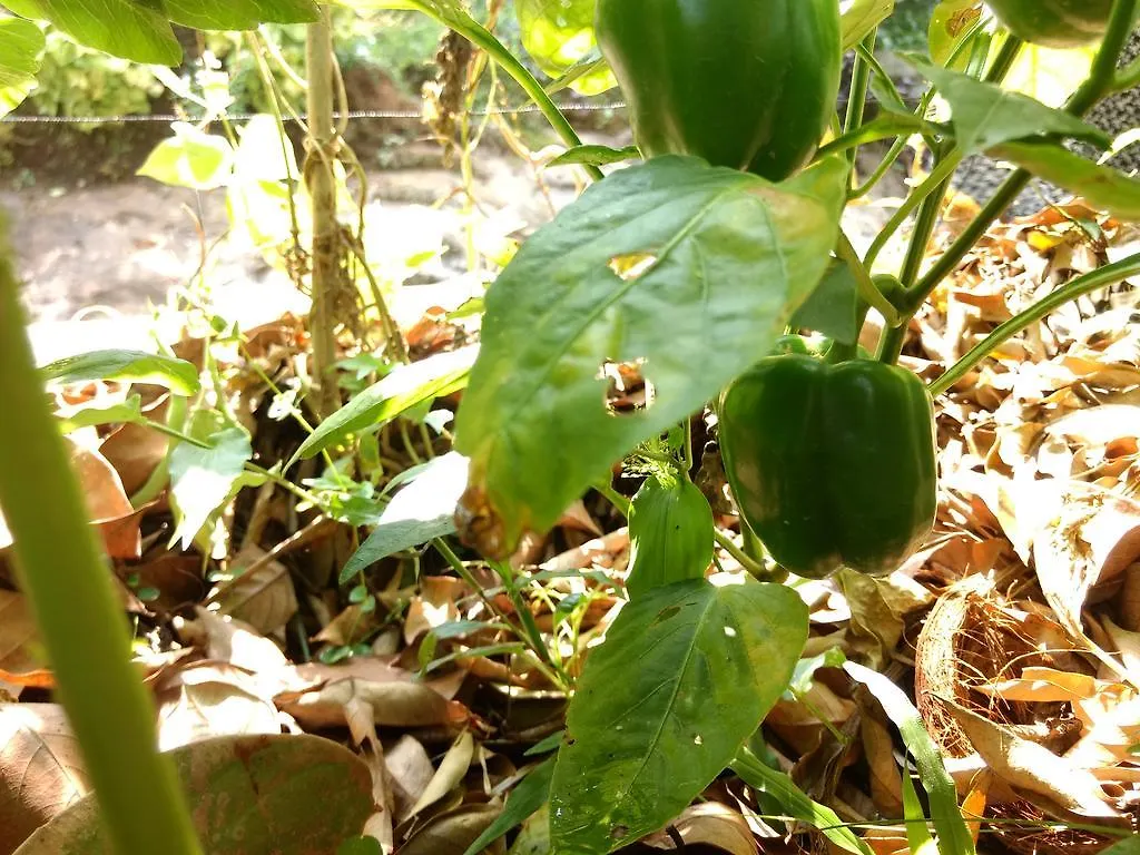 Sceva'S Garden Home Munnar 0*,